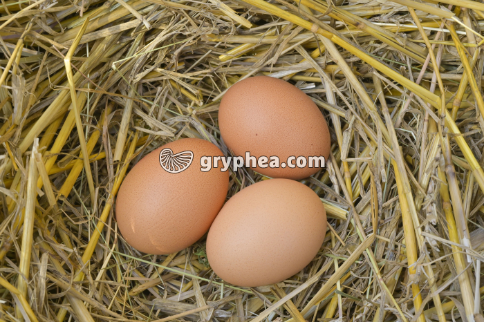 Poule - Oeufs de poule dans un nid - gryphea.com